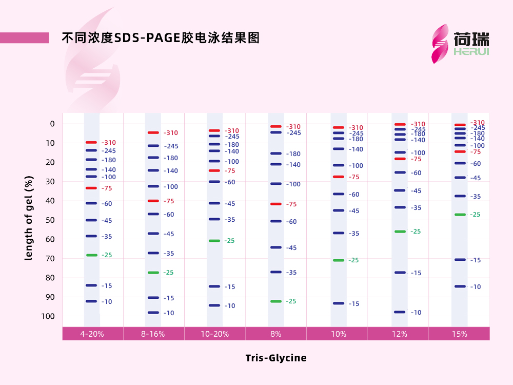 HRbio™ 预染三色蛋白质分子量标准Marker(10-310kDa)