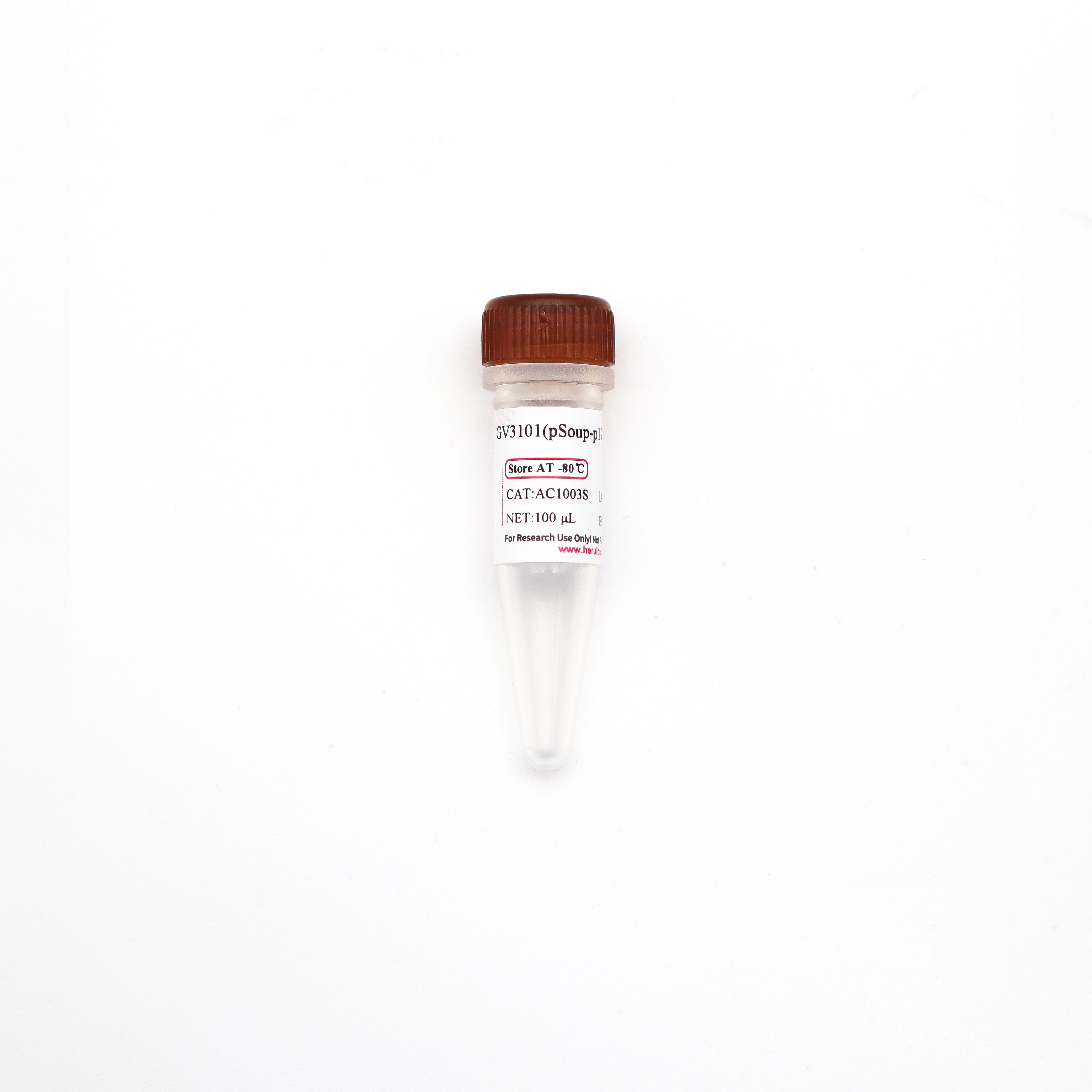 GV3101(pSoup-p19)  化学感受态细胞