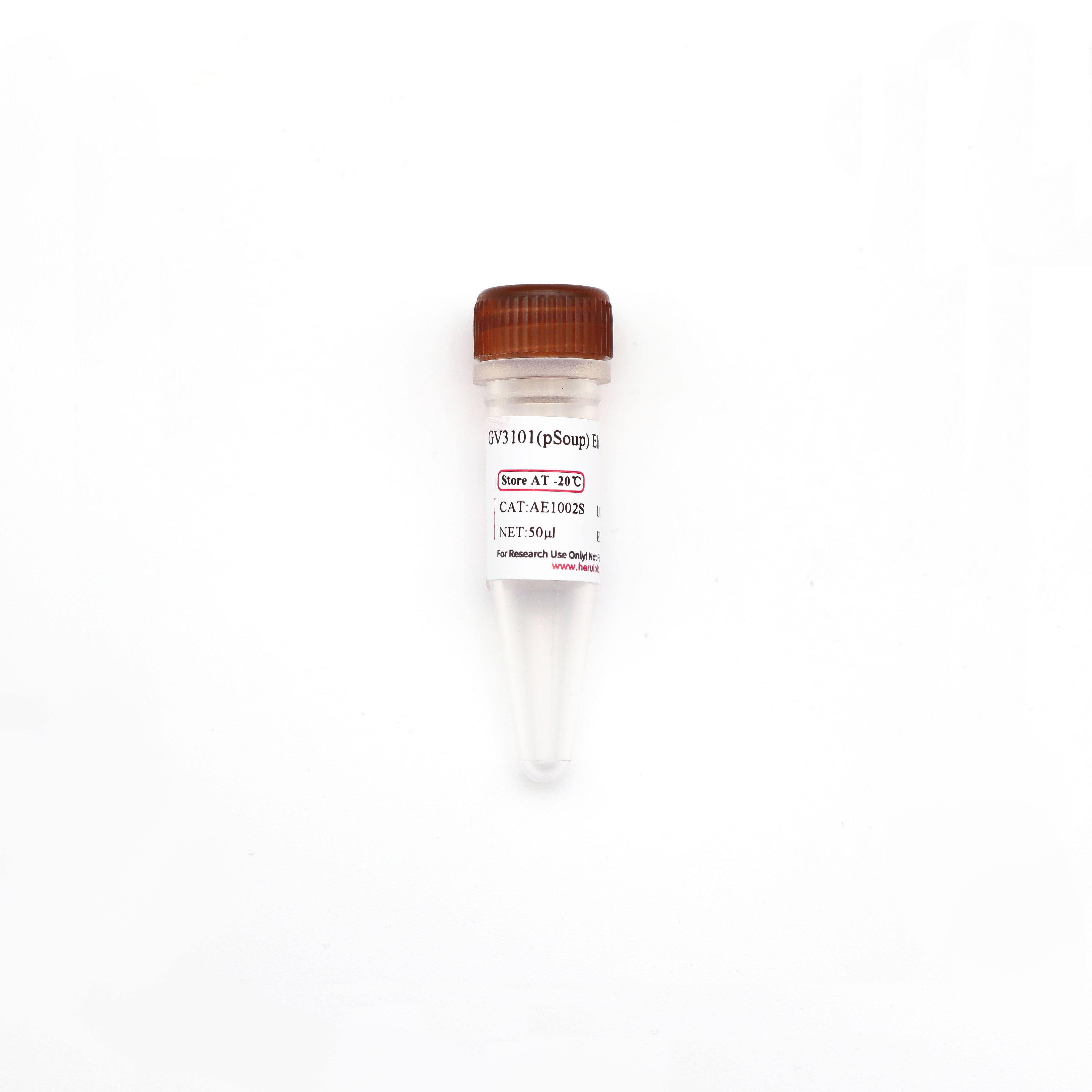 GV3101(pSoup)  电激感受态细胞