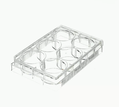 Corning 3516 6孔细胞培养板