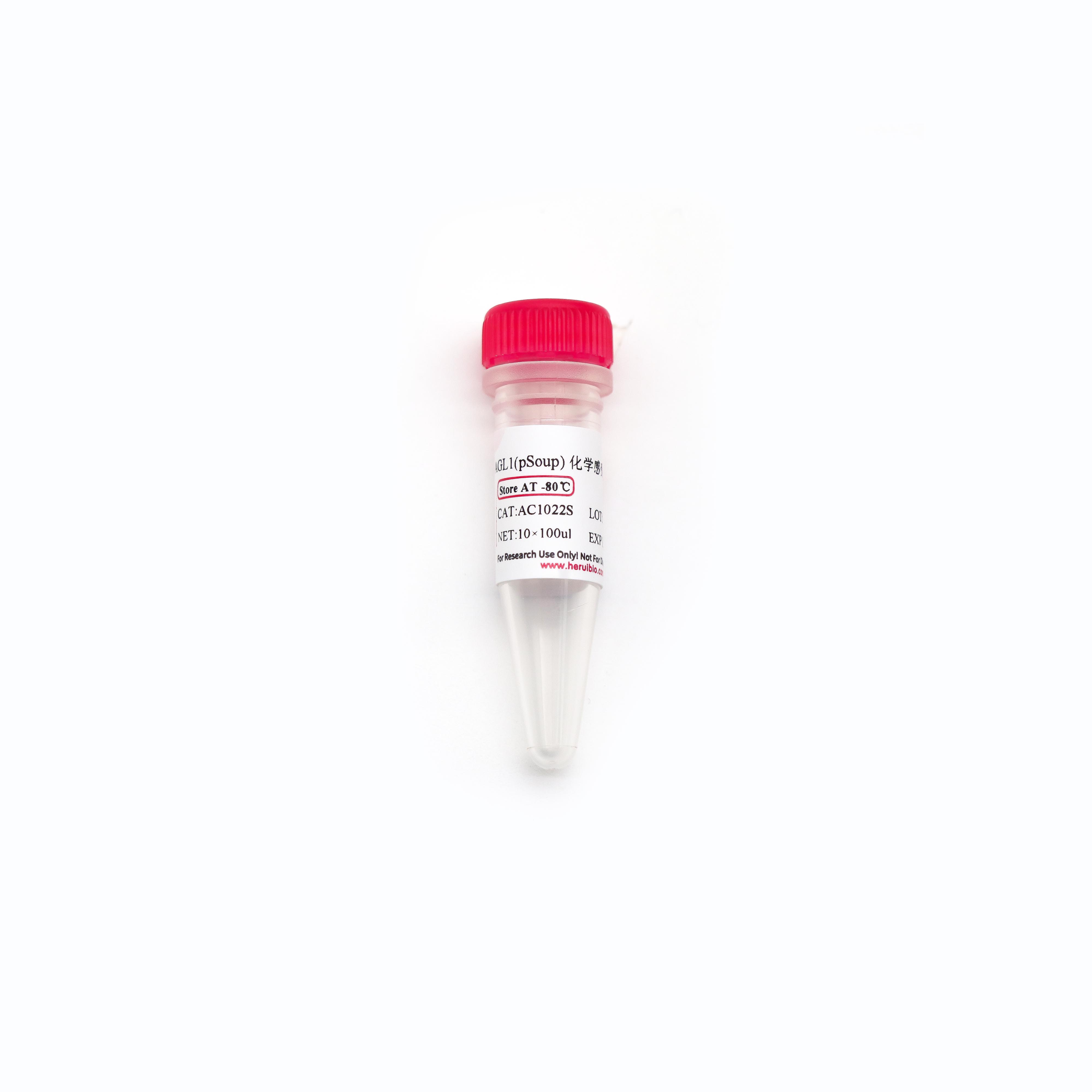 AGL1(pSoup) 化学感受态细胞
